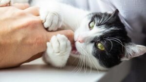 CARA MENGHENTIKAN GIGITAN KUCING ANDA CARA MENGHENTIKAN GIGITAN KUCING ANDA