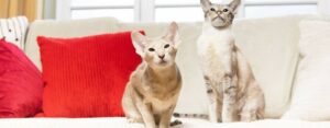 CARA MENGHENTIKAN PERTARUNGAN KUCING CARA MENGHENTIKAN PERTARUNGAN KUCING