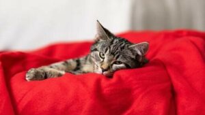 BERAPA HARGA KUCING? BERAPA HARGA KUCING?