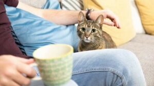 MENGADOPSI KUCING ATAU ANAK KUCING MENGADOPSI KUCING ATAU ANAK KUCING