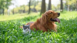 HARUSKAH SAYA MENDAPATKAN KUCING ATAU ANJING? HARUSKAH SAYA MENDAPATKAN KUCING ATAU ANJING?