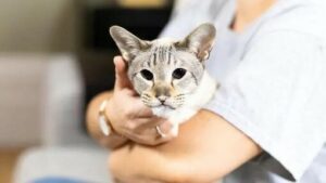 MENDAPATKAN KUCING ATAU ANAK KUCING MENDAPATKAN KUCING ATAU ANAK KUCING