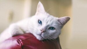 MENGAPA MENGADOPSI KUCING YANG LEBIH TUA? MENGAPA MENGADOPSI KUCING YANG LEBIH TUA?