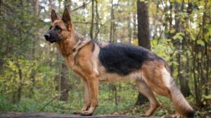 NAMA GEMBALA JERMAN UNTUK ANAK ANJING BARU ANDA NAMA GEMBALA JERMAN UNTUK ANAK ANJING BARU ANDA