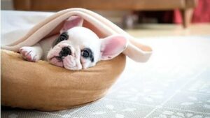 TEMUKAN NAMA ANJING JANTAN YANG SEMPURNA UNTUK ANAK ANJING BARU DALAM HIDUP ANDA TEMUKAN NAMA ANJING JANTAN YANG SEMPURNA UNTUK ANAK ANJING BARU DALAM HIDUP ANDA