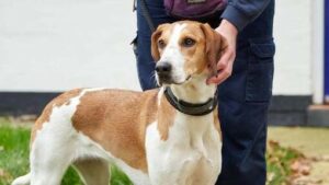 TIM BEHAVIORIS DI RSPCA MENERIMA DORONGAN DANA SELAMAT DATANG UNTUK MEMBANTU LEBIH DARI 100 ANJING YANG TERKUNCI TIM BEHAVIORIS DI RSPCA MENERIMA DORONGAN DANA SELAMAT DATANG UNTUK MEMBANTU LEBIH DARI 100 ANJING YANG TERKUNCI