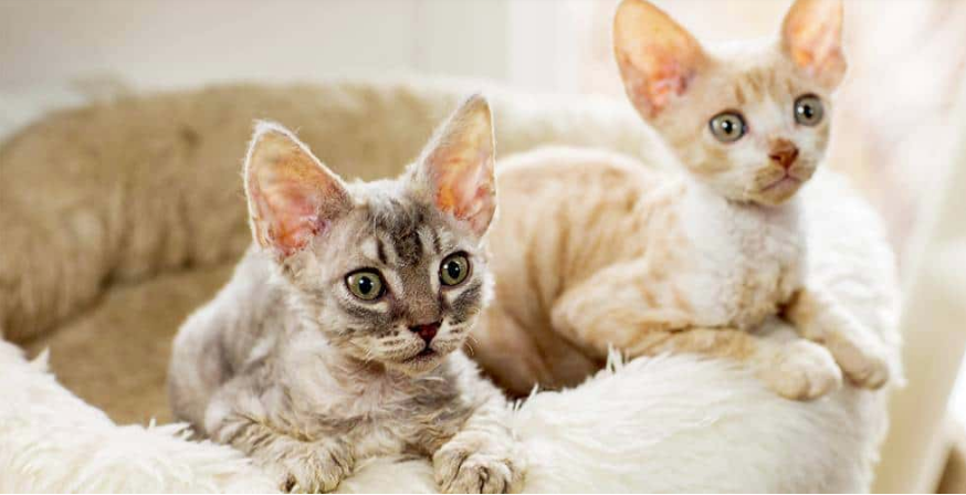 Kucing Devon Rex Harganya Mencapai .000 Kucing Devon Rex Harganya Mencapai .000