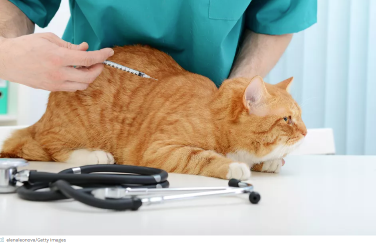 Cara Merawat Kucing Yang Menderita Diabetes Cara Merawat Kucing Yang Menderita Diabetes
