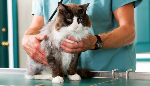 Cara mengobati bayi kucing yang muntah dan diare (petMD)