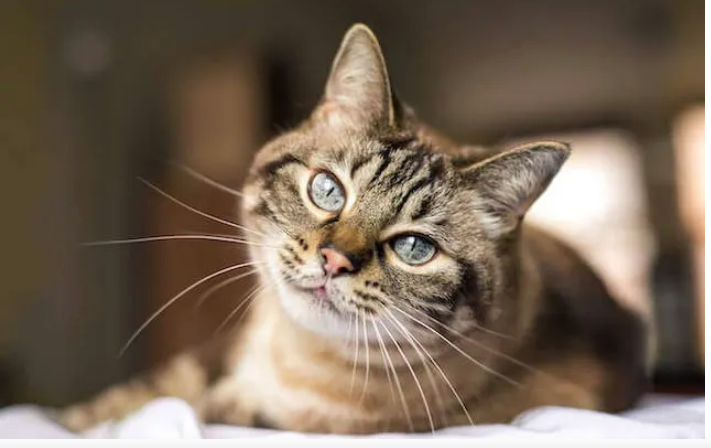Cara mengobati kucing diare akut dan tidak mau makan (shop.animalbiome.com)