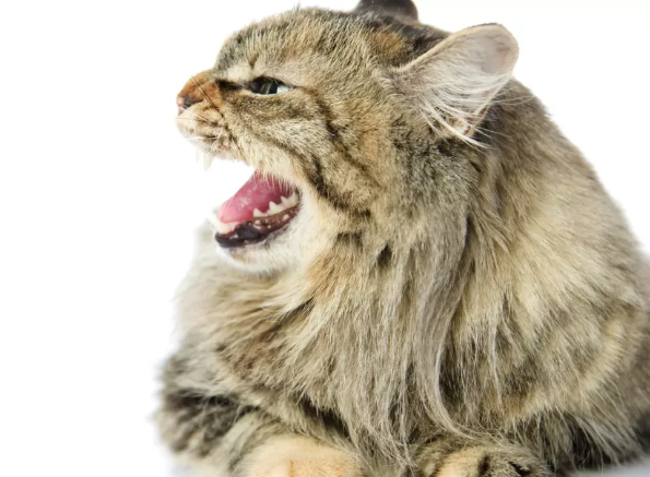 Ciri-ciri terkena rabies kucing pada manusia (cats.lovetokonow.com)