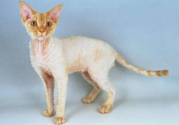 Devon Rex, Kucing yang berasal dari Inggris