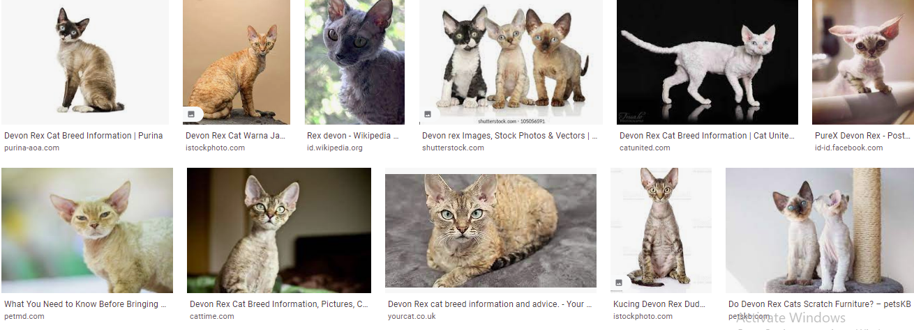 Harga kucing Devon Rex mencapai $3.000
