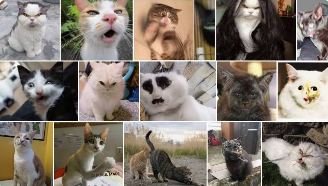 Kucing Jelek Lucu Konyol Bikin Garuk Garuk Kepala
