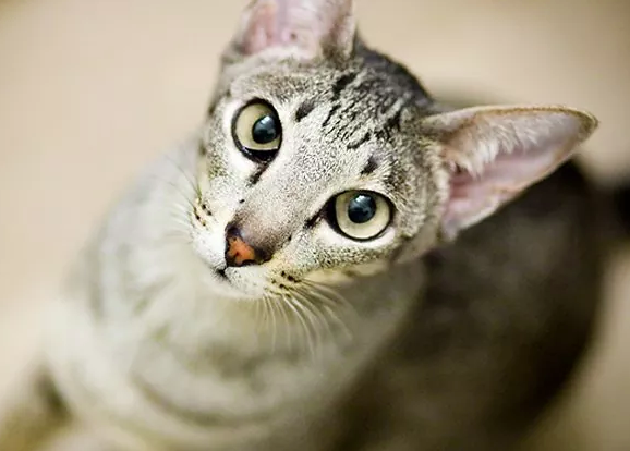 Colorpoint Shorthair, Hasil Perkawinan Siam dengan American Shorthair Colorpoint Shorthair, Hasil Perkawinan Siam dengan American Shorthair