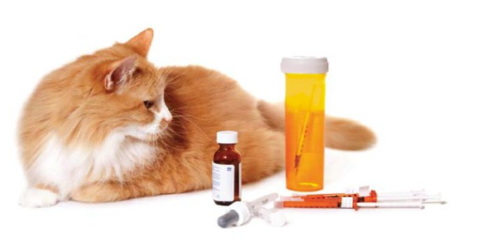 Tips dan Cara Merawat Kucing Yang Terkene Diabetes (ivcjournal.com)