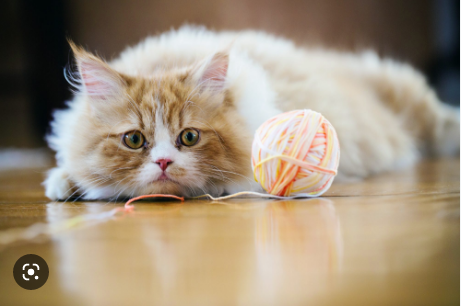 Apakah kucing batuk bisa sembuh sendiri
