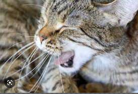 Cara mengobati kucing batuk seperti tersedak