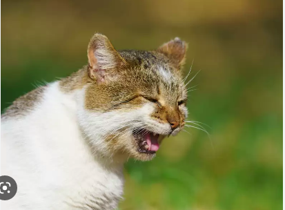 Kenapa kucing batuk seperti tersedak