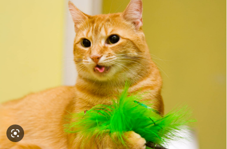 Kucing batuk seperti mau muntah