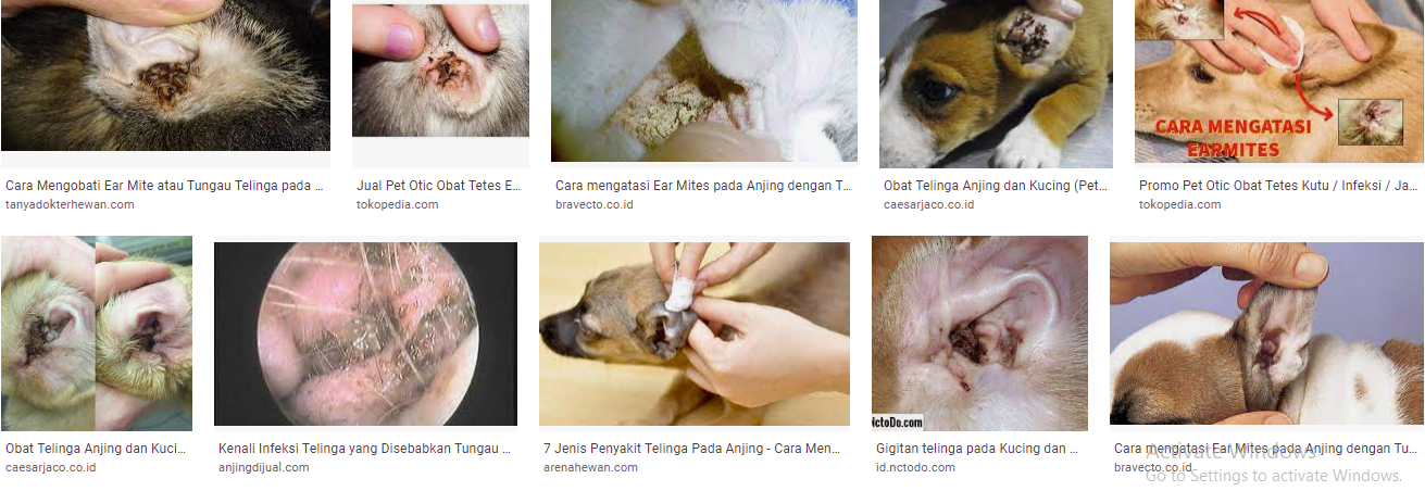 Tungau Telinga Pada Anjing dan Kucing Gejala dan Cara Pengobatannya