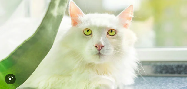 7 Langkah Mudah Merawat Kucing Anggora di Rumah 7 Langkah Mudah Merawat Kucing Anggora di Rumah