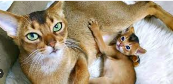 Kucing Abyssinian dan keberhasilan di dunia hiburan
