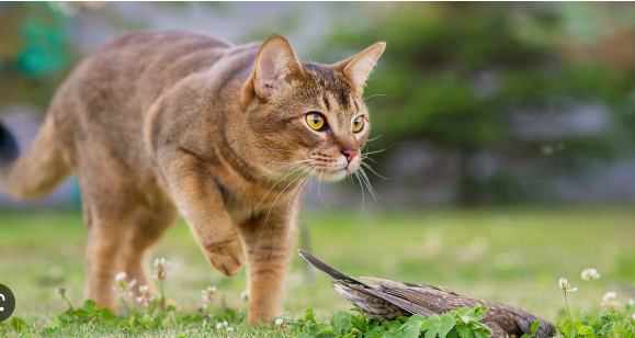 Kucing Abyssinian dan kebiasaan unik