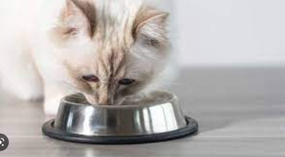 Memberikan makanan yang bergizi bagi Kucing Anggora