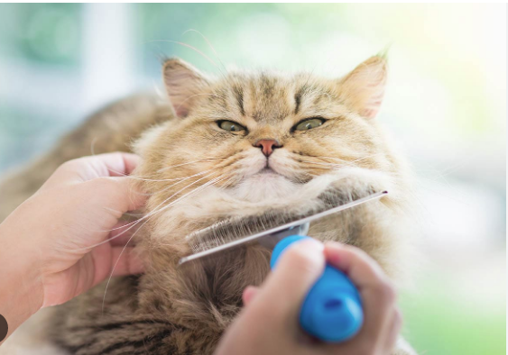 Membersihkan bulu kucing anggora secara teratur