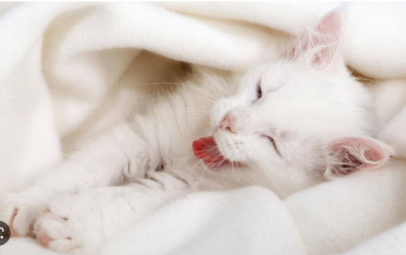 Mencintai dan merawat kucing dengan penuh kasih sayang