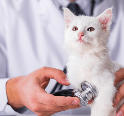 Mengajak kucing anggora ke dokter hewan secara teratur