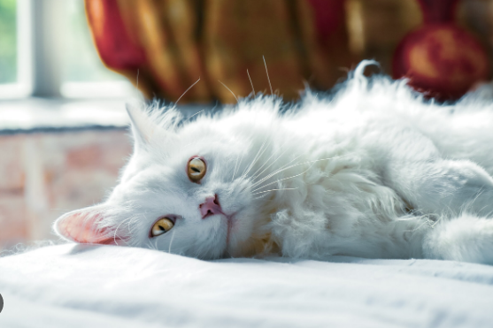 Menyediakan tempat tidur kucing anggora yang nyaman