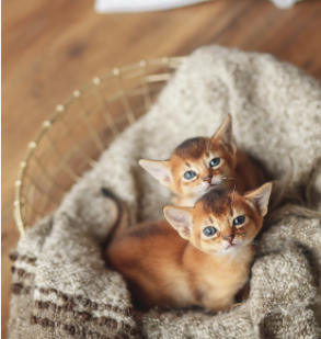 Perawatan kucing Abyssinian tidak terlalu sulit