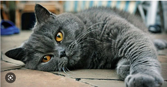 Bahasa tubuh kucing sedang bahagia (PureWow)