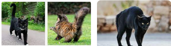 Bahasa tubuh kucing sedang marah