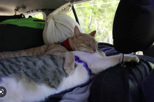 Cara mempersiapkan kucing untuk berwisata