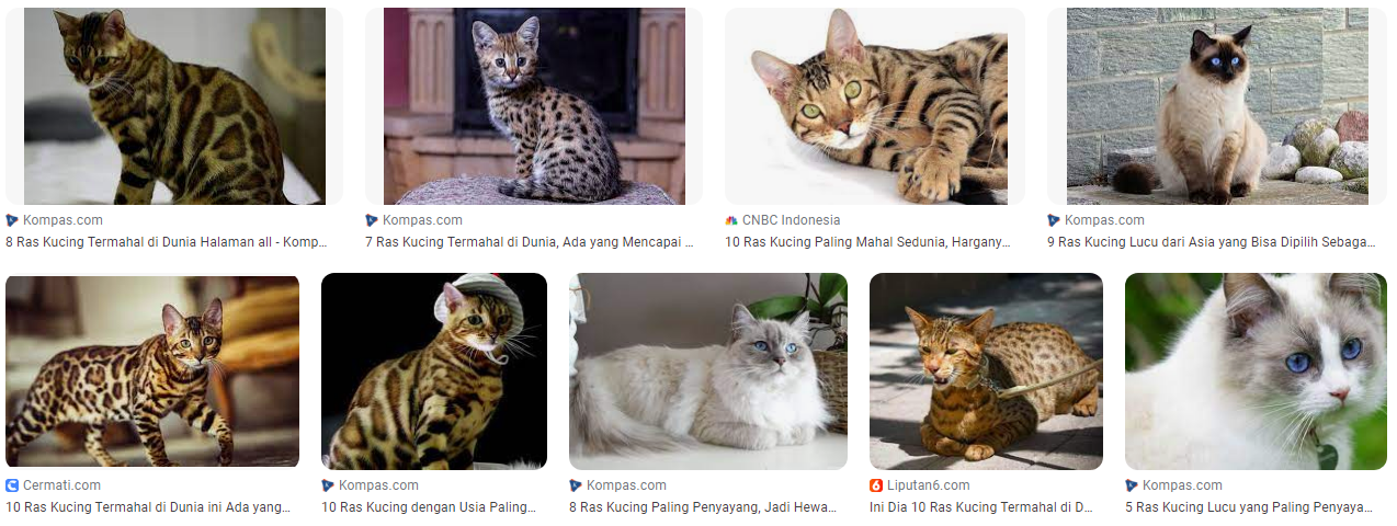 155 Jenis Ras Kucing di Dunia yang Keren dan Lucu 155 Jenis Ras Kucing di Dunia yang Keren dan Lucu