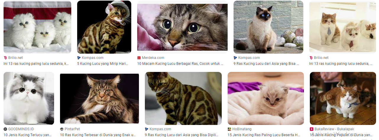 Jenis Ras Kucing di Dunia yang Dikenal sebagai Kucing Lucu