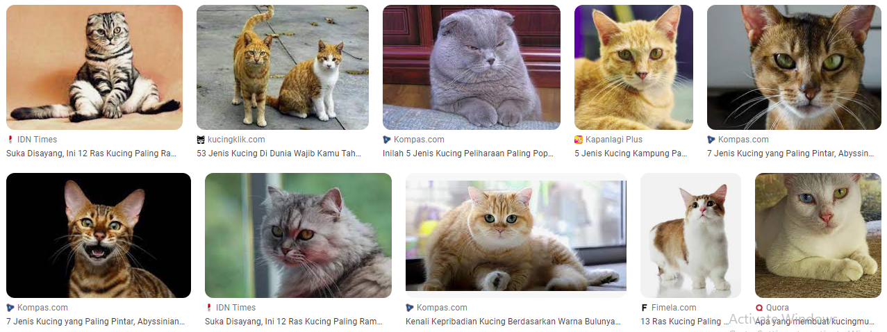Jenis Ras Kucing di Dunia yang Dikenal sebagai Kucing Pembantu