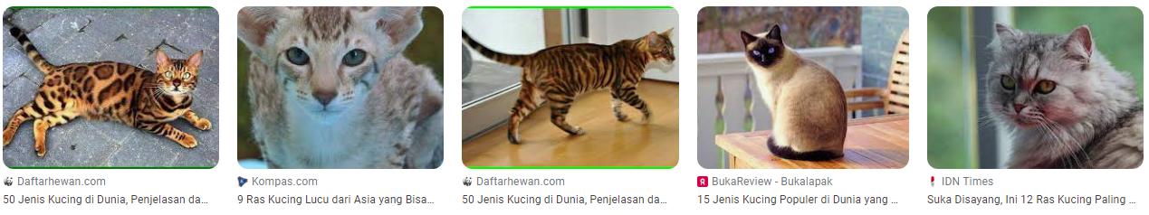 Jenis Ras Kucing di Dunia yang Dikenal sebagai Kucing dengan Personalitas Unik