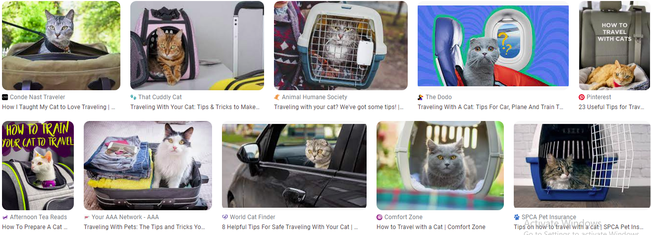 8 Tips dan Trik Berwisata Dengan Membawa Kucing Kesayangan 8 Tips dan Trik Berwisata Dengan Membawa Kucing Kesayangan