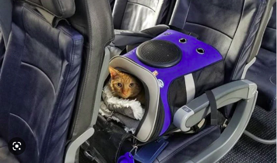 Perjalanan yang aman dan nyaman bersama kucing kesayangan