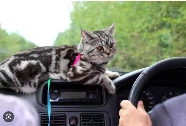 Tips dan Trik Berwisata Dengan Membawa Kucing Kesayangan (tribunkaltimtravel)