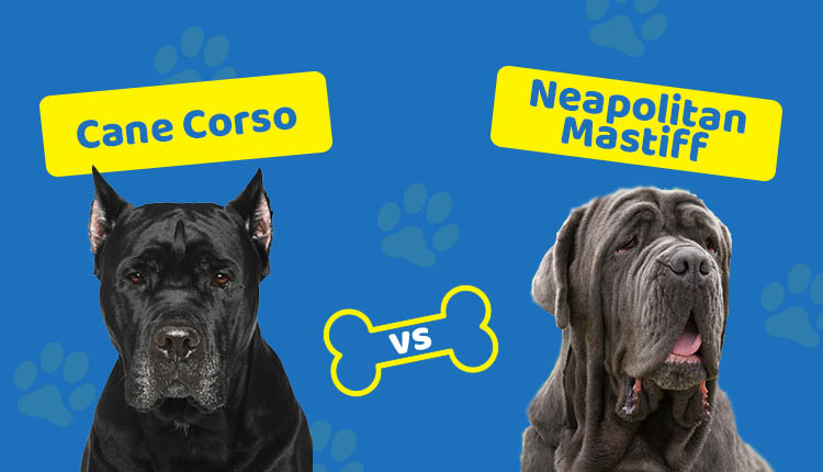Cane Corso vs Neapolitan Mastiff: Mana yang tepat untuk saya?