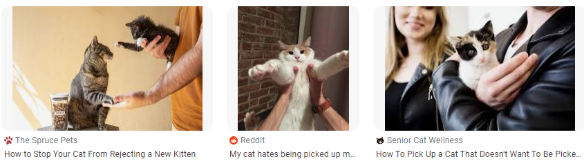 Cara menggendong anak kucing agar merasa nyaman