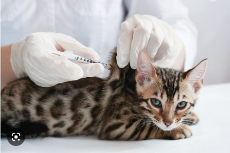 Jenis vaksin kucing f3 dan f4 (Temple City Animal Hospital)