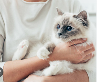 Kenapa kucing suka digendong