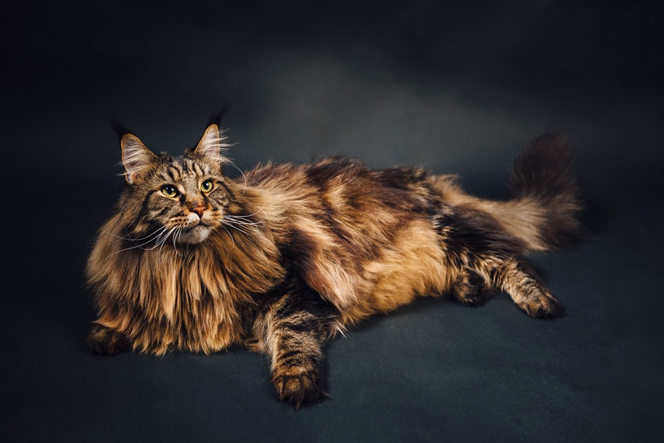 5 hal yang dibutuhkan kucing rumah besar Anda untuk berkembang ⋆