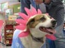 Pekan Adopsi Petfinder Least Adoptable – Vetstreet